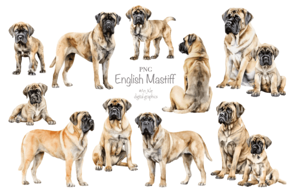 Download English Mastiff - Mastiff Collection
