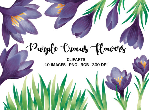 Download Purple Crocus Flower Cliparts - Premium Resources