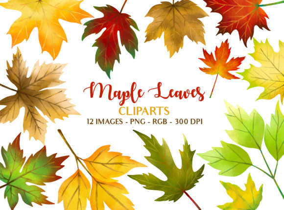 Download Maple Leaves Fall Season Illustrations - Premium Bundle